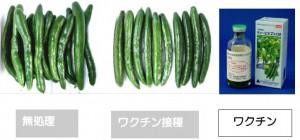 cucumber1